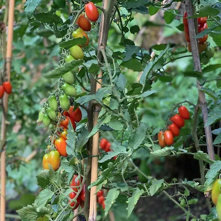 Tatil Evi Old Mill Pigna