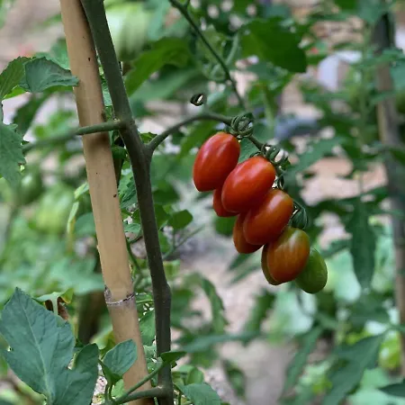 Old Mill Tatil Evi Pigna